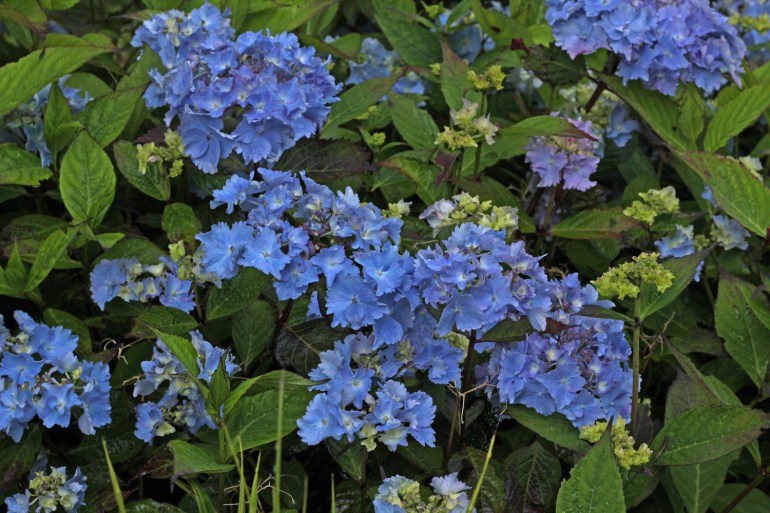 Hydrangea-Cap-Suzin