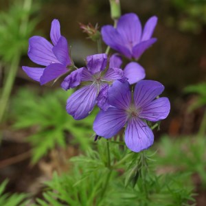 Geranium 'Nimbus'