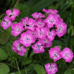 Sweet William