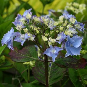 Hydrangea serrata 'Cap Sizun'
