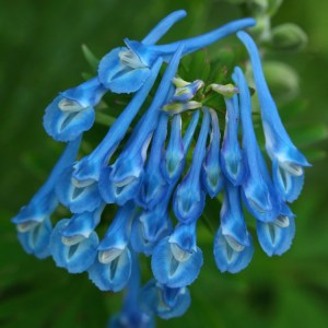 Corydalis flexuosa cv.