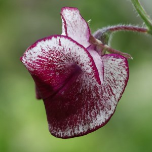 Sweet Pea 'Wiltshire Ripple'