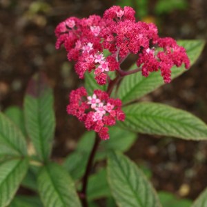Rodgersia 'Chocolate Wings'