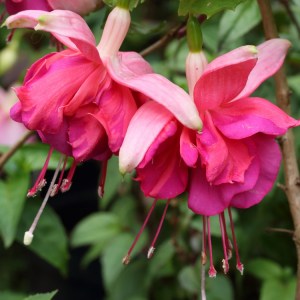 Fuchsia 'Roesse Tricolor'