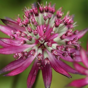 Astrantia cv