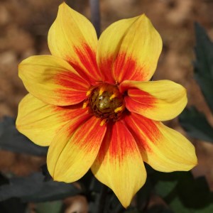 Dahlia 'Revive'