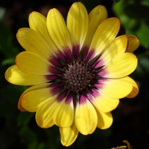 Osteospermum 'Blue Eyed Beauty'