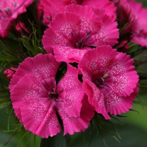 Sweet William