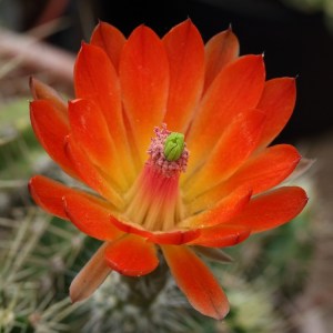 Echinocereus roemeri