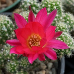 Chamaelobium 'Chrissy'