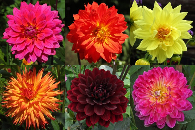 Dahlias-2