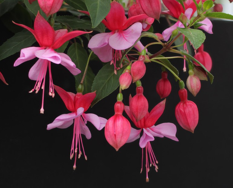 Fuchsia-Loecky