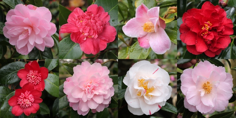 Camellias-3