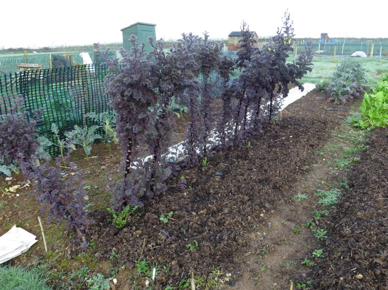 Allotment-12