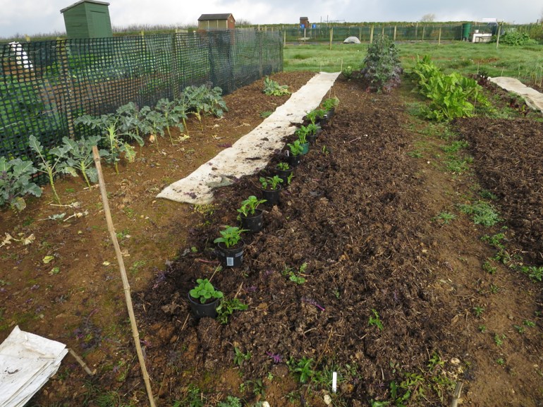 Allotment-13