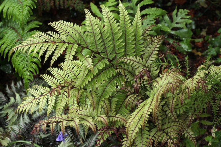 Athyrium-otophorum-Okanum