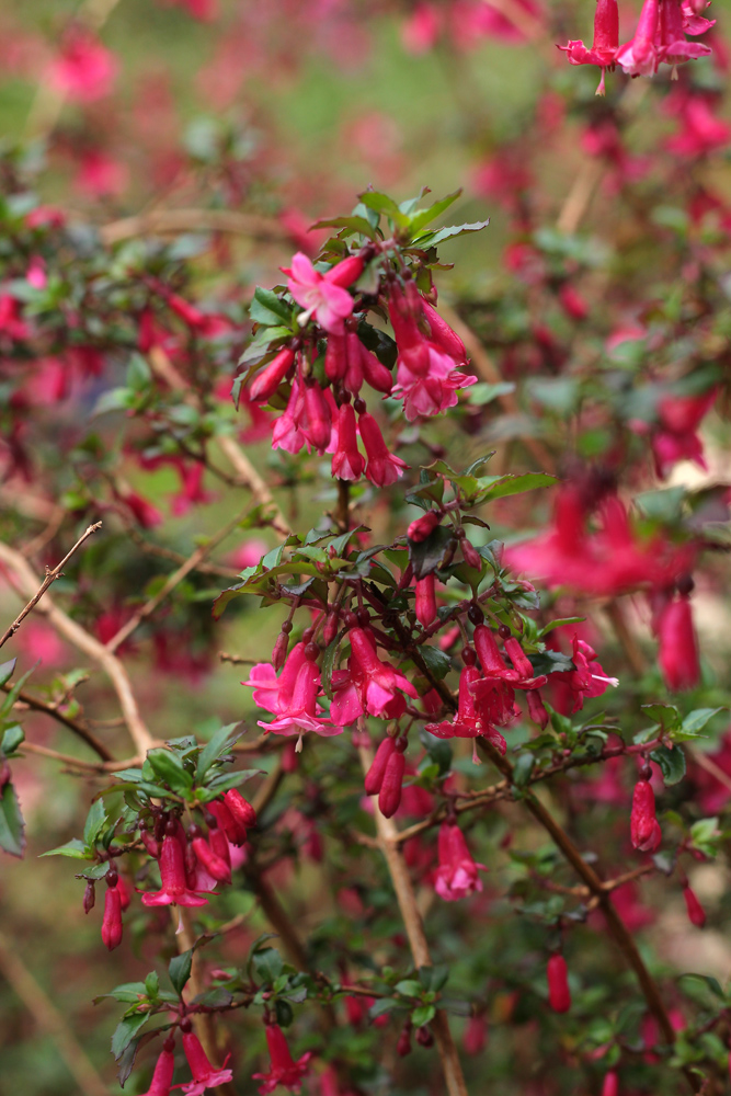 Fuchsia-microphylla