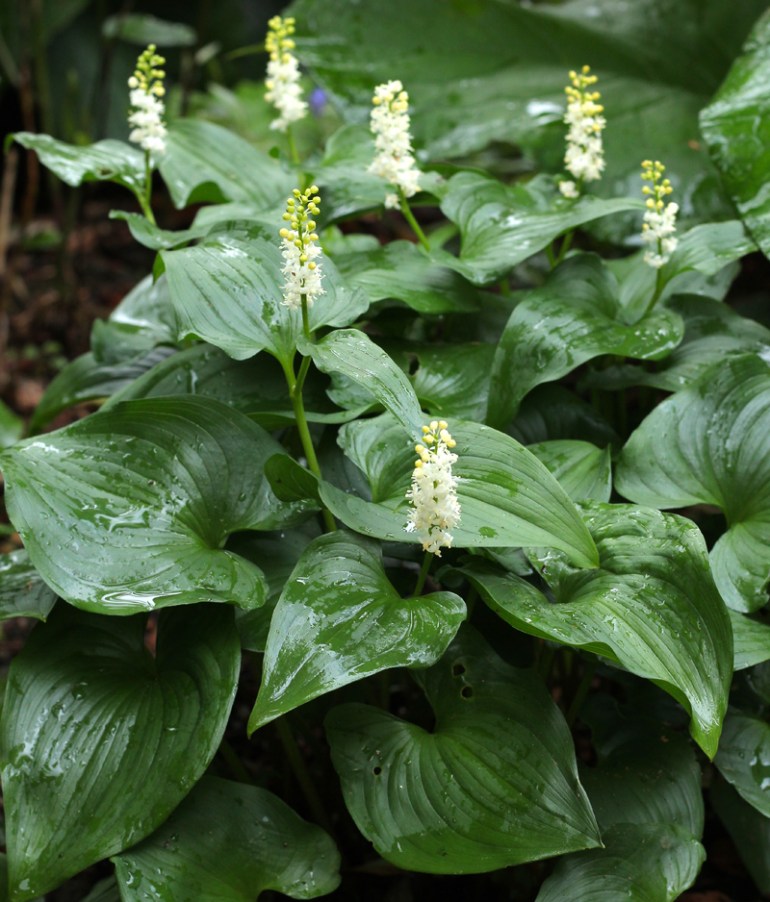 Maianthemum-bifolium