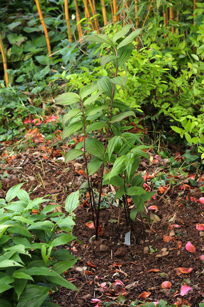 Maianthemum-flexuosum