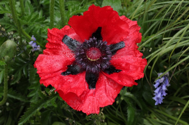 Papaver bracteata-5