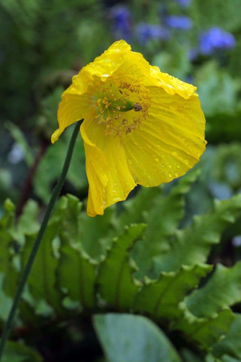 Welsh-poppy-2