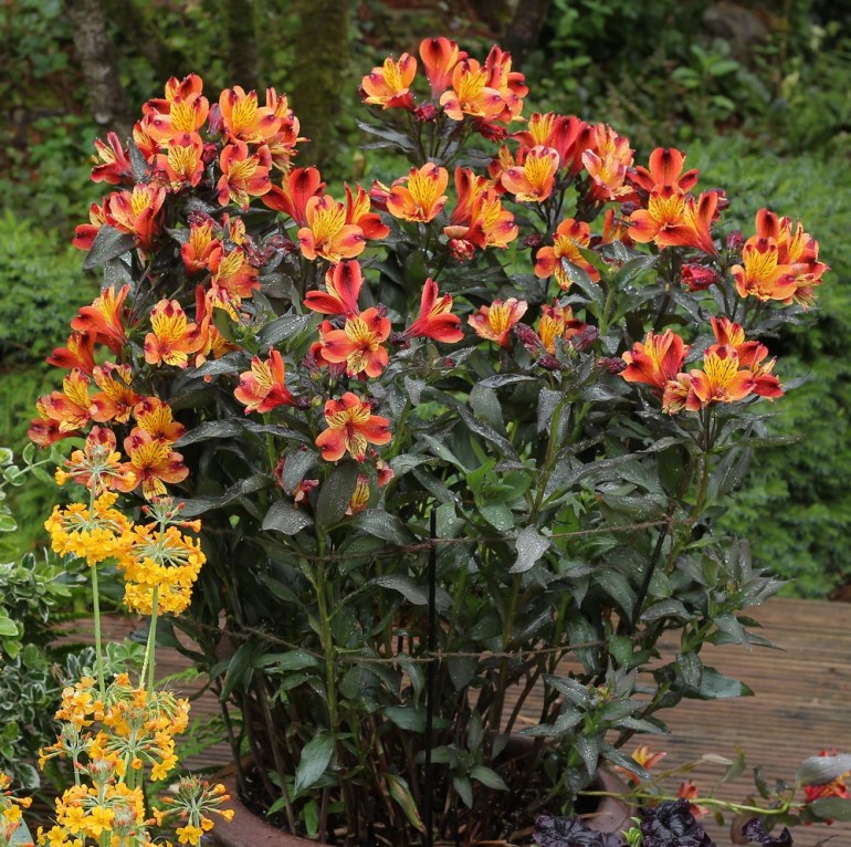 Alstroemeria Indian Summer