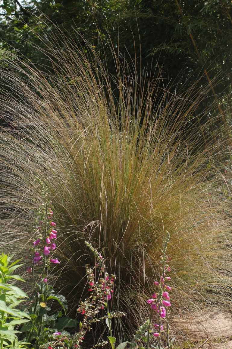 Chionochloa-rubra