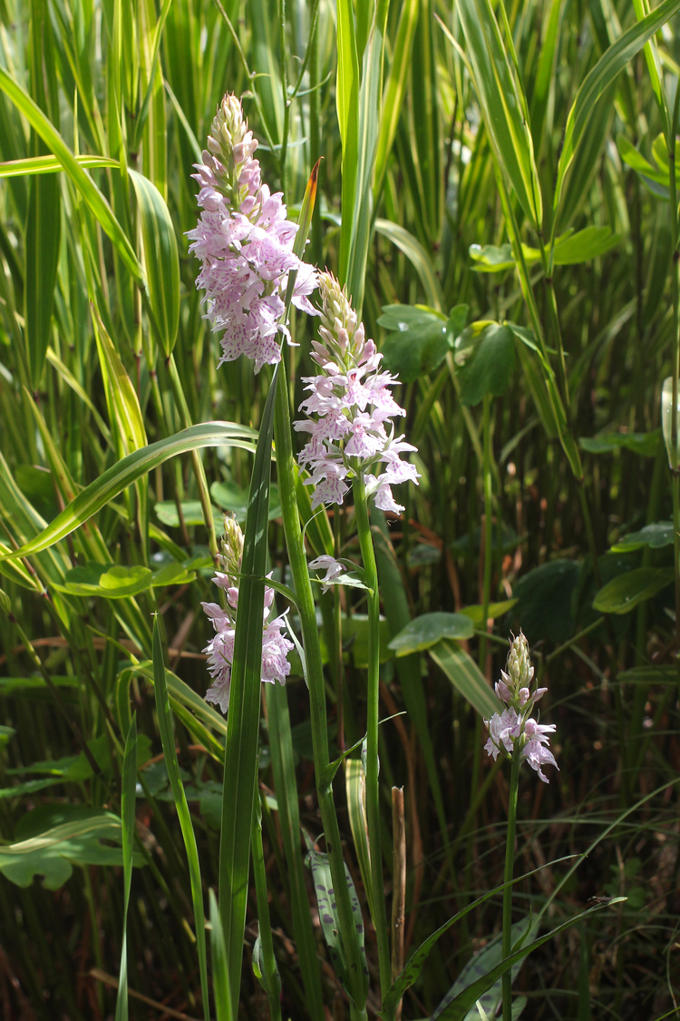 Dactylorhiza