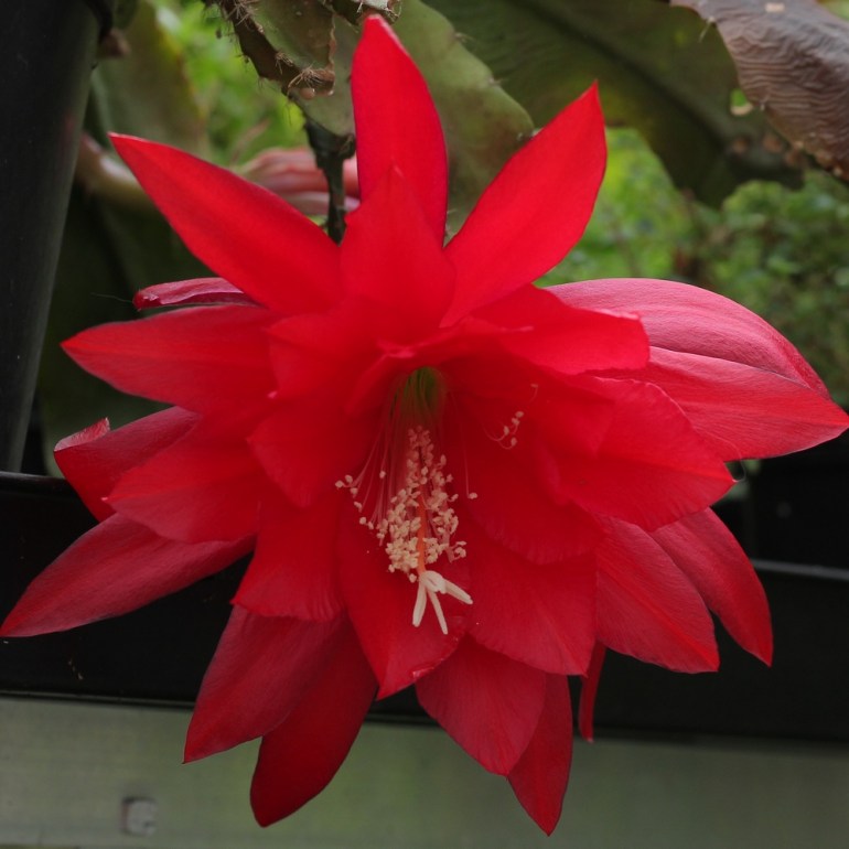 Epiphyllum
