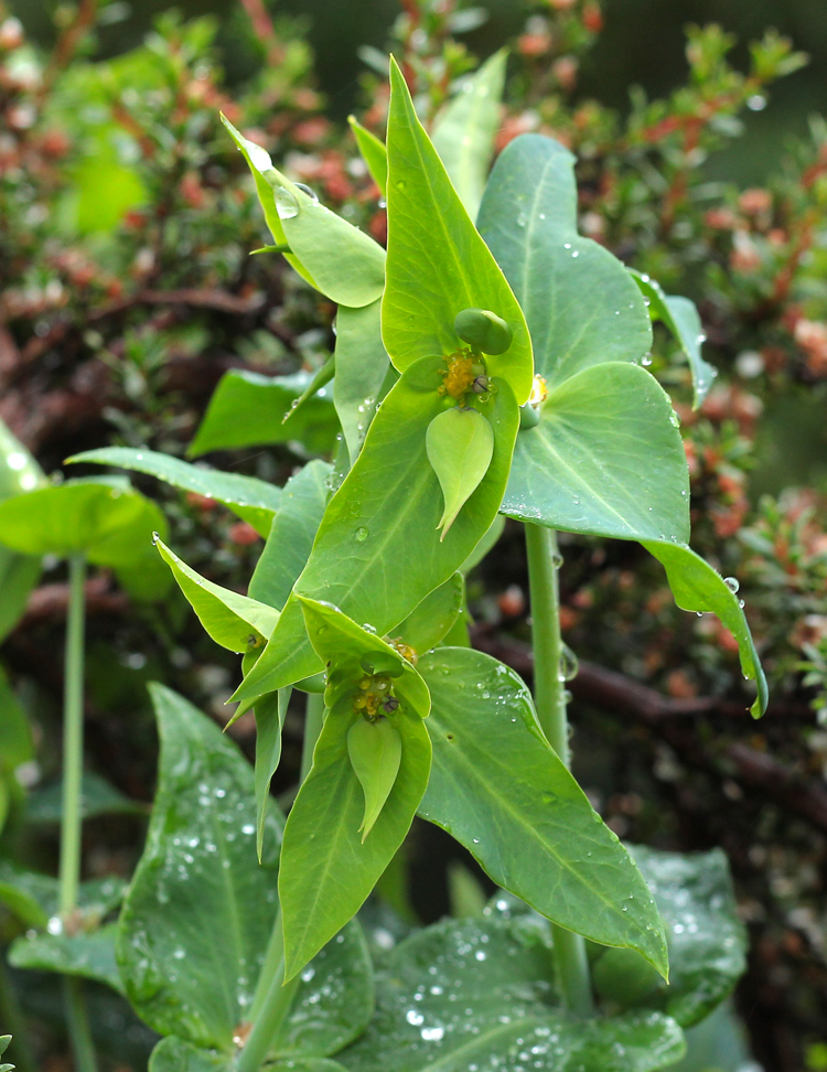 Euphorbia-lathyrus