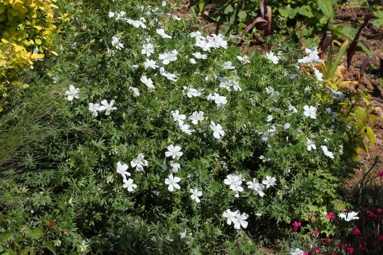 Geranium sylvaticum album