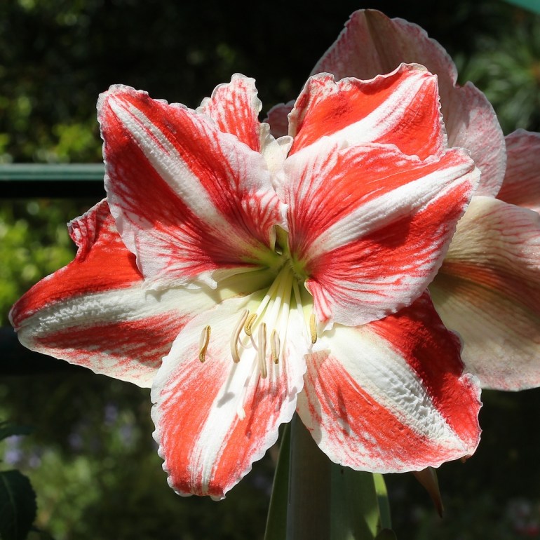 Hippeastrum