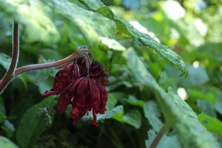 Podophyllum Spotty Dotty