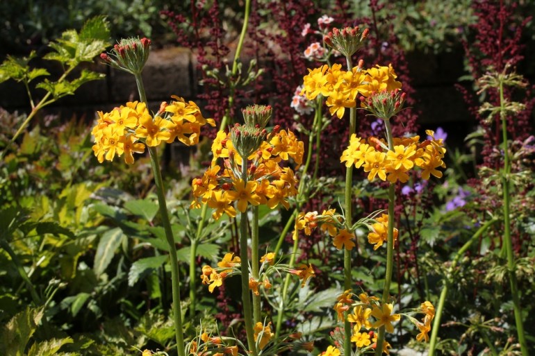 Primula bulleyana