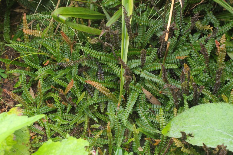 Blechnum-penna-marina