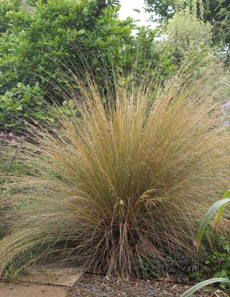 Chionochloa-rubra-2