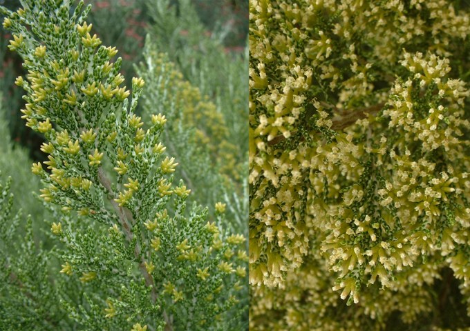 Ozothamnus-hookeri-2