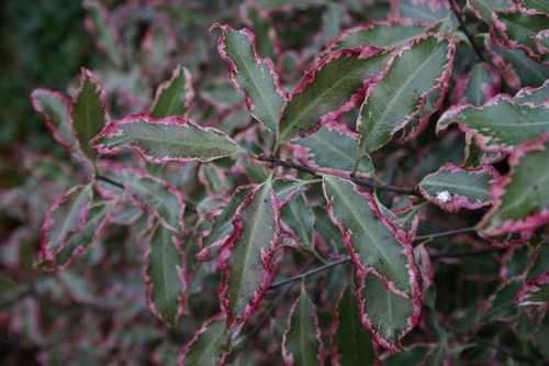 Pittosporum Elizabeth-2