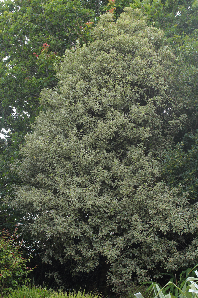 Pittosporum-Elizabeth