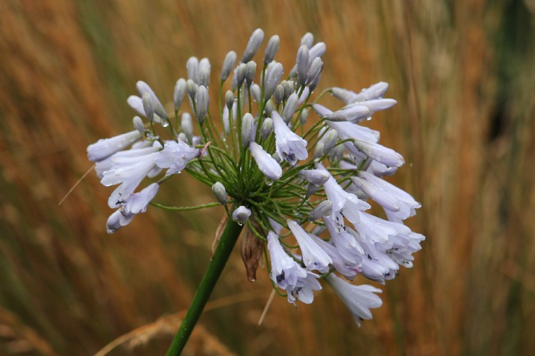 Agapanthus-Windsor-Grey