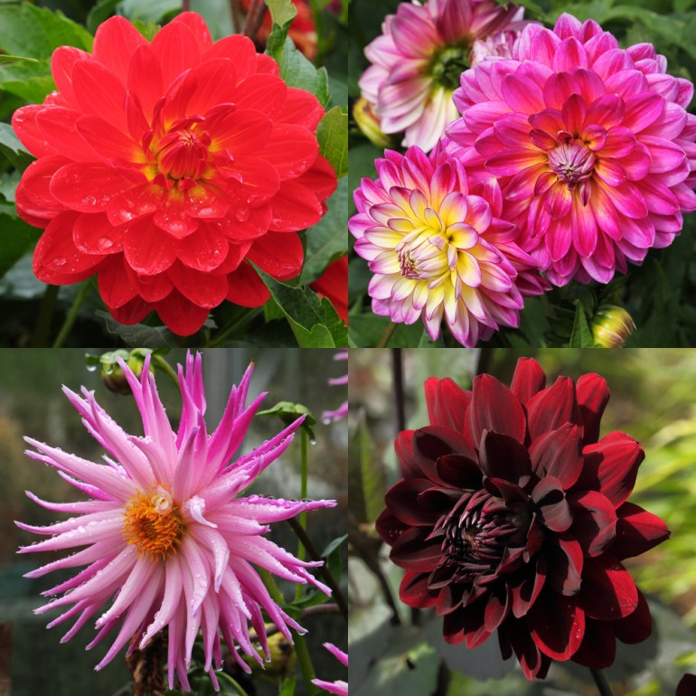 Dahlias-3