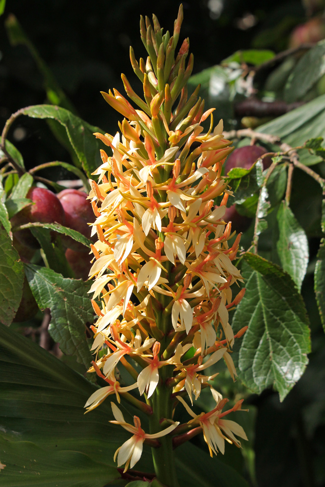 Hedychium-Stephen