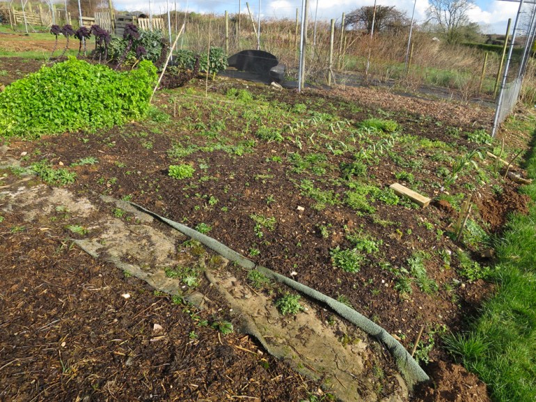 Allotment-40