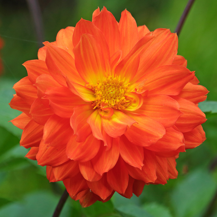 Dahlia-Orange-Cushion