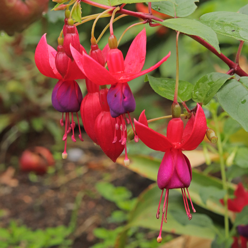 Fuchsia-Charming