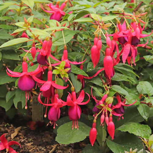 Fuchsia-Falmouth