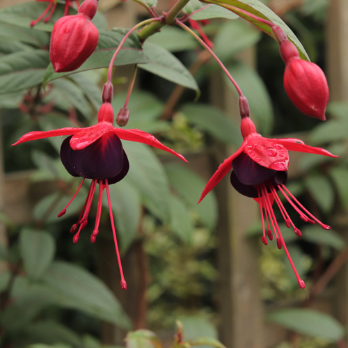 Fuchsia-Lady-in-Black