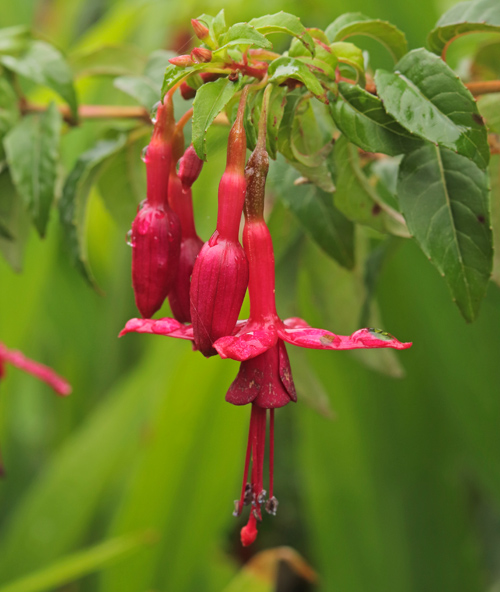 Fuchsia-Lechlade-Magician