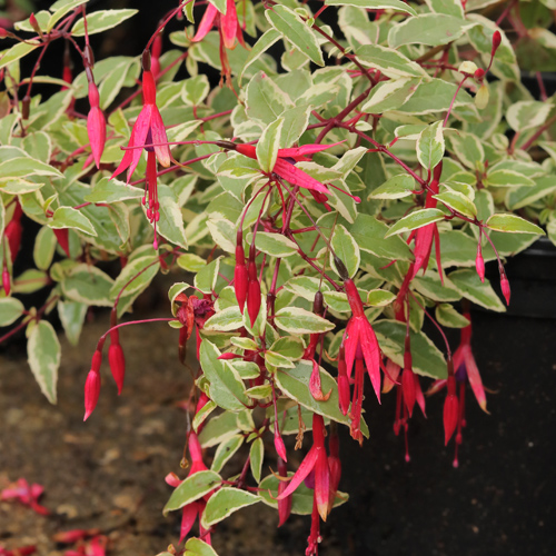 Fuchsia-mag-gra-var