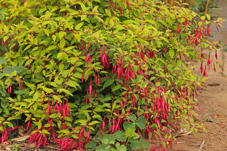 Fuchsia-magellanica-Aurea